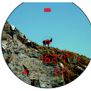 Steiner ePredator 10x42 LRF Binoculars - Jacobs Digital