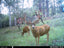 Tasco 12MP Trail Cam: Low Glow Infrared