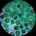Amscope 40X-1500X Trinocular Inverted Infinity-corrected Phase-contrast Microscope with Koehler Illumination + 18MP USB 3.0 Camera - Jacobs Digital