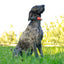 Dog Trace GPS X30 Additional Collar Orange (w Battery Charger)