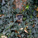 Minox DTC 550 Trail Camera With Wifi - Jacobs Digital