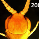 Celestron Handheld Digital Pro Microscope