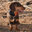 Dog Trace DOG GPS X30 Orange GPS Tracking System