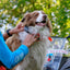 Dog Trace DOG GPS X30 Orange GPS Tracking System