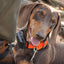 Dog Trace GPS X30T Additional Collar Orange