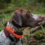 Dog Trace GPS X30T Additional Collar Orange