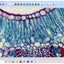 Celestron Prepared Microscope Slides - 100-piece box