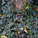 Minox DTC 550 Trail Camera With Wifi
